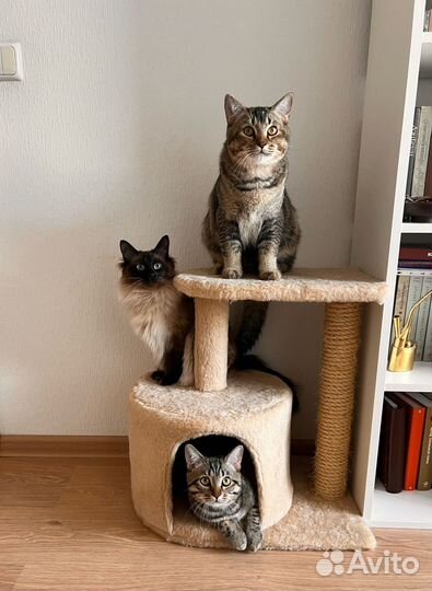 Котоняня / кэтситтер / зооняня