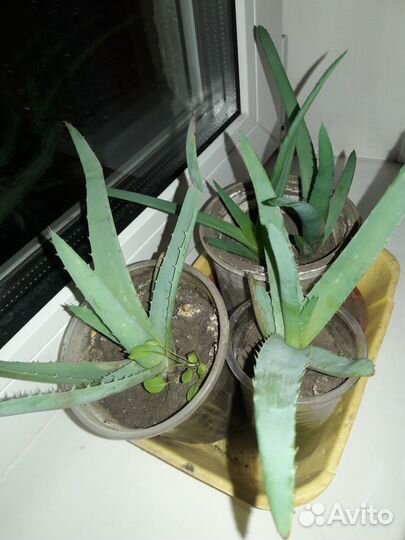 Алоэ лечебный для здоровья и красоты