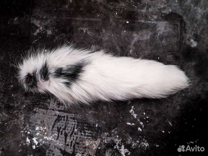 Хвост арктической мраморной лисы