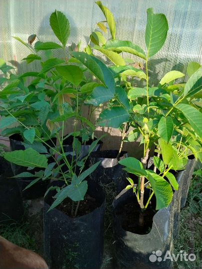 Грецкий орех саженцы