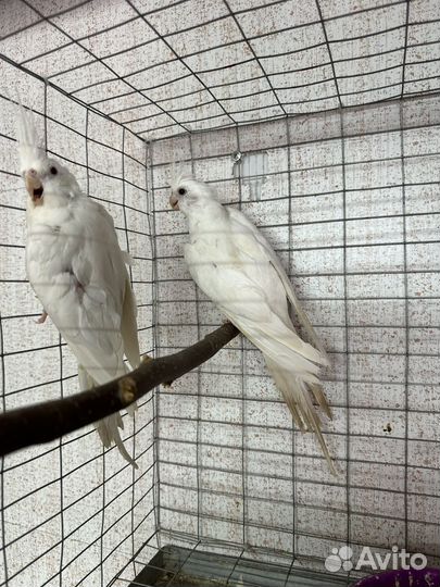 Корелла белолицая