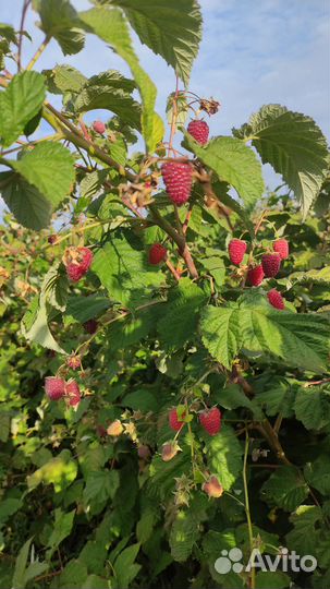 Саженцы ремонтантной малины