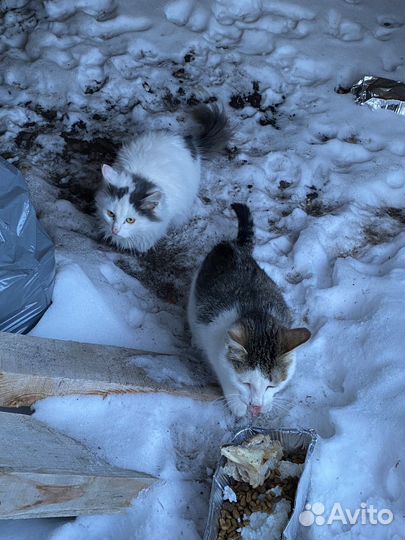 Котята бесплатно