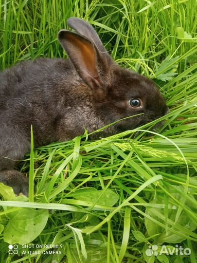 Продаём крольчат