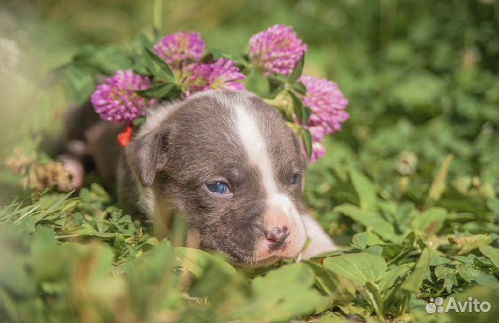 Щенки Амстаффа