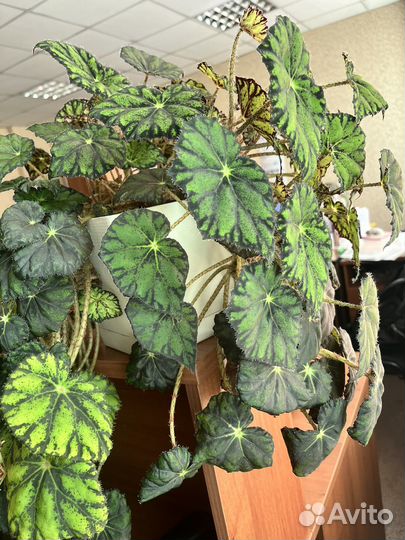 Комнатные растения