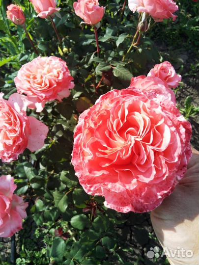 Саженцы роз