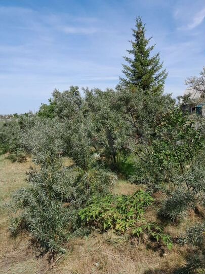 Участок 6 сот. (СНТ, ДНП)