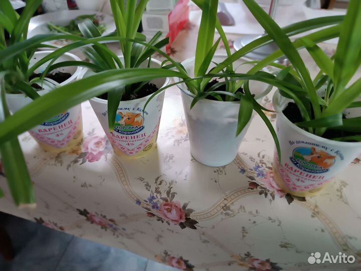 Хлорофитум капский