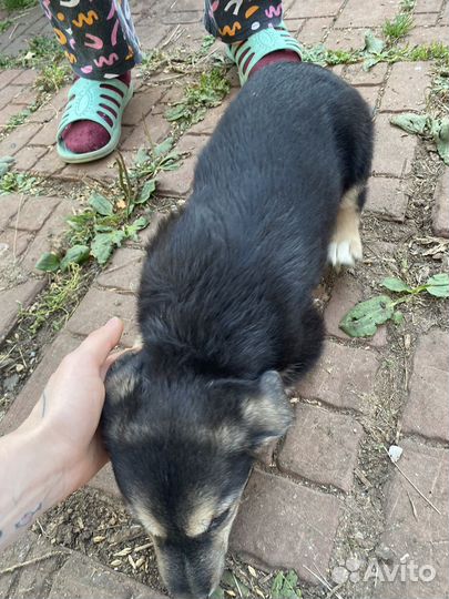 Щенки бесплатно