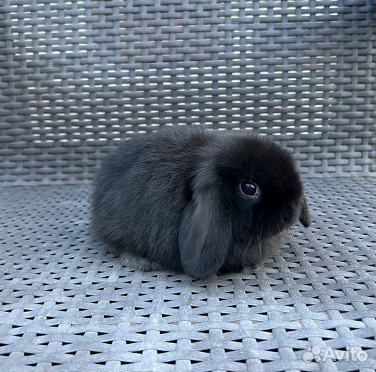 Декоративные крольчата вислоухие, минилоп