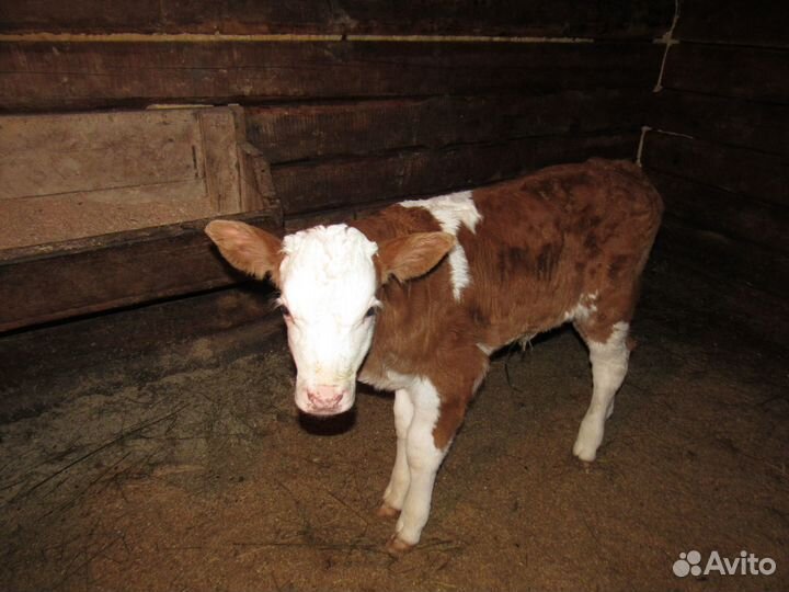 Продам телят