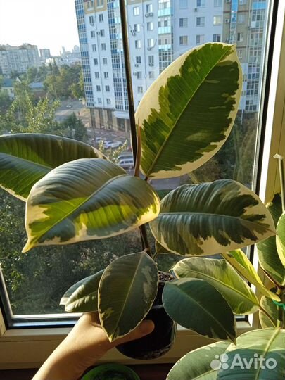 Фикус эластика тинеке