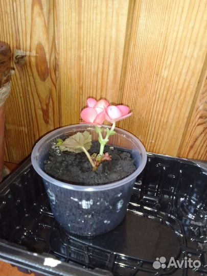 Бегония элатиор