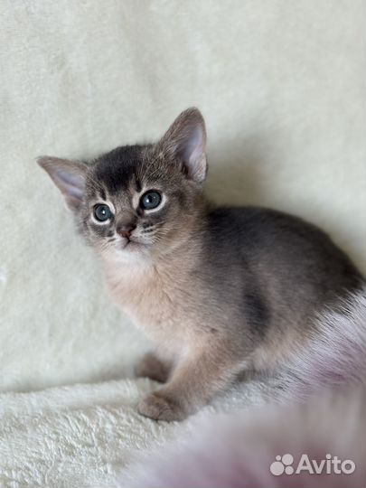 Абиссинские котята