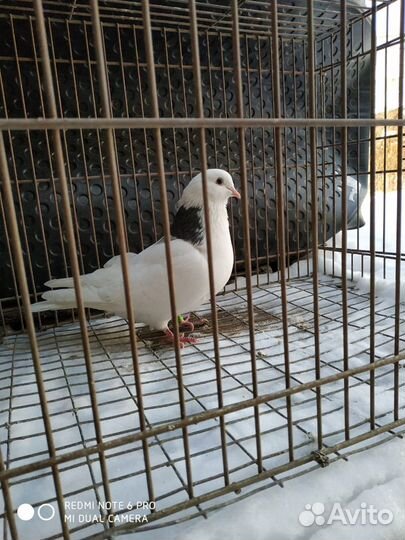 Пермские и Старокамские голуби - молодежь