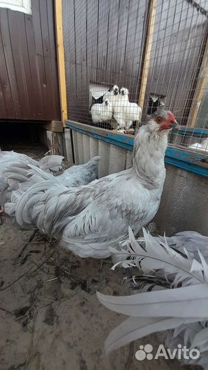 Петух амераукана лаванда