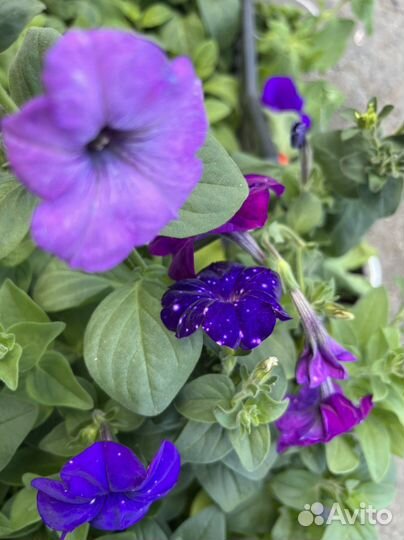 Рассада петунии