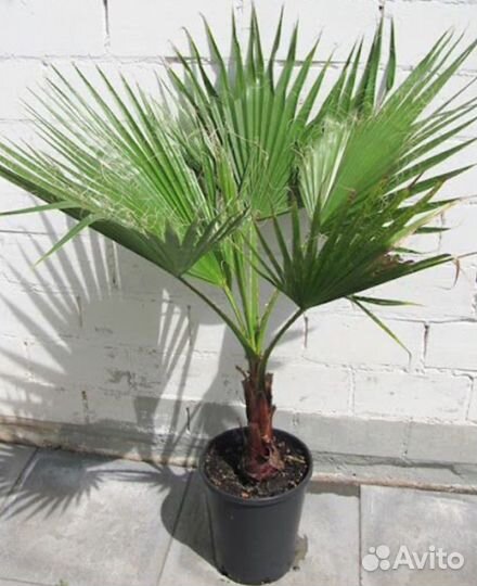 Пальма Вашингтония