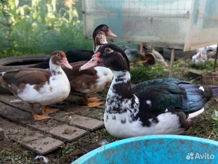 Домашняя птица - Утки и Петухи