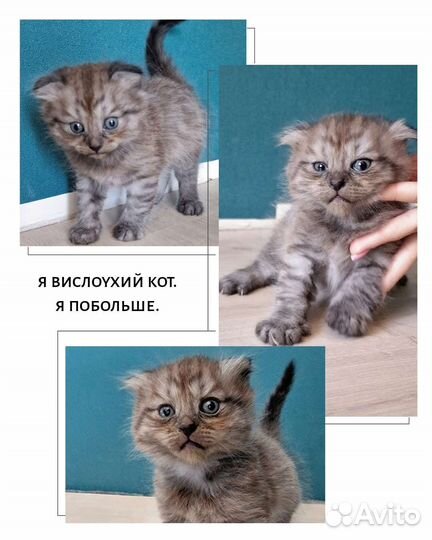 Котёнок котята кошка кот котик