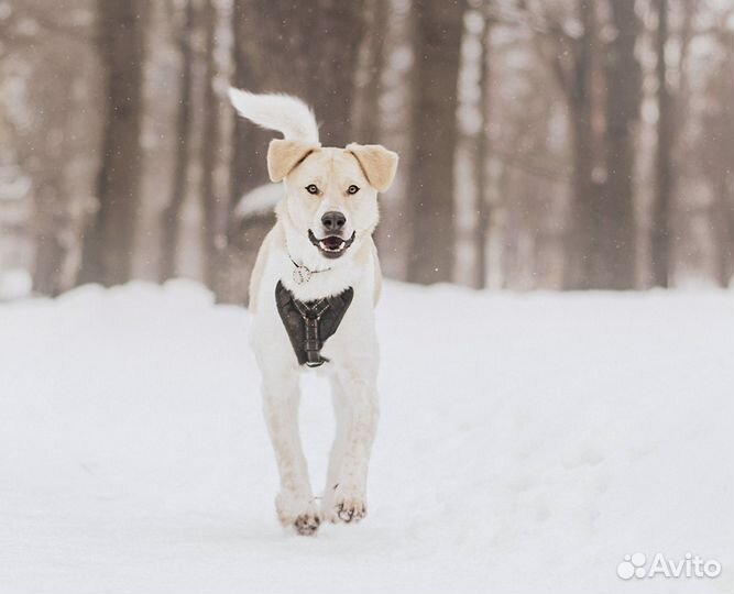 Собака в добрые руки