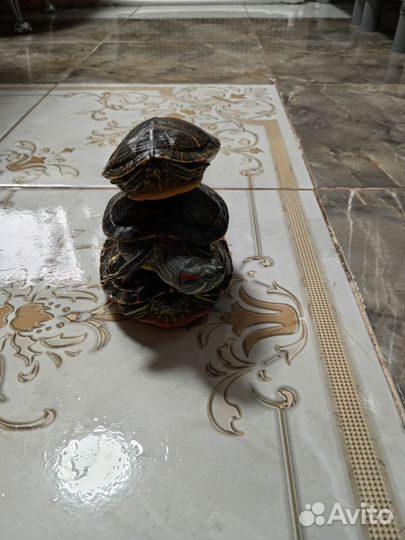 Красноухая черепаха маленькая