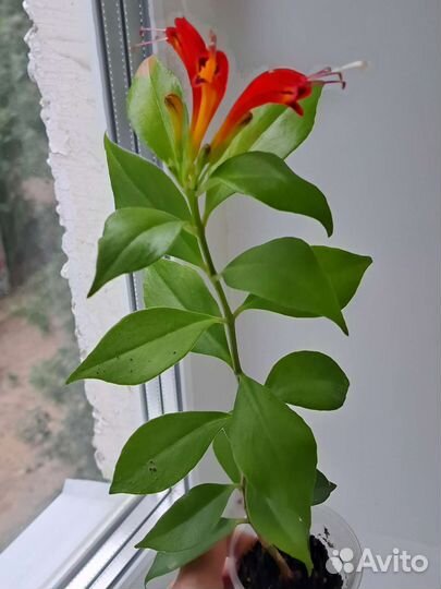 Эсхинантус Жар птица