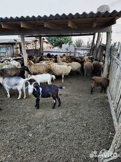 Овцы матки ягнята бараны