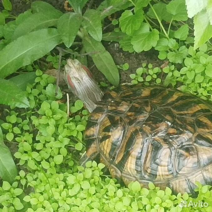 Отдам бесплатно красноухих черепах