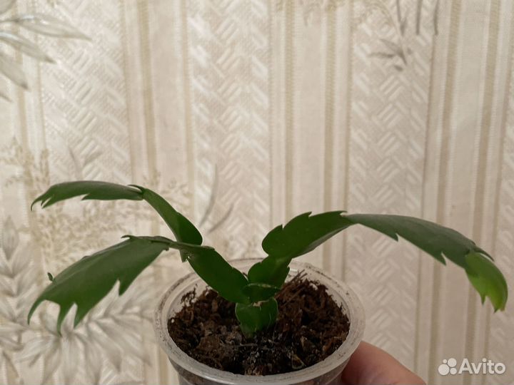 Шлюмбергера сорт Samba Brasil