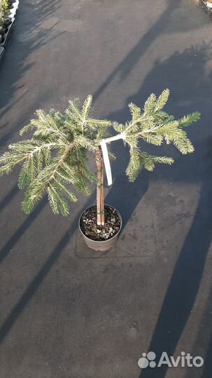 Ель обыкновенная Formanek на штамбе