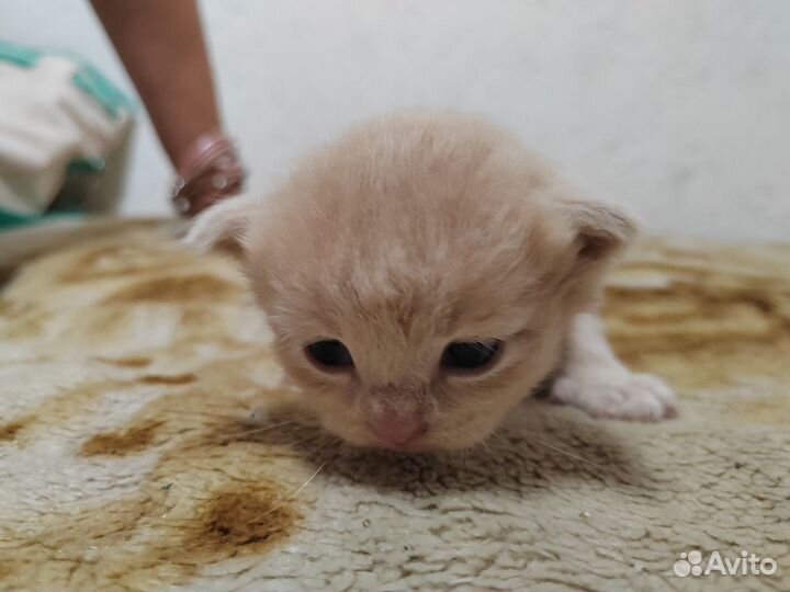 Котята в добрые руки бесплатно