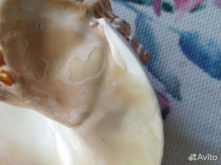 Ракушка с Чёрного моря