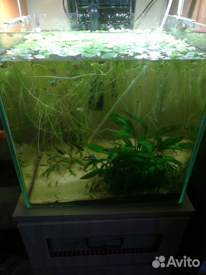 Аквариум кубик