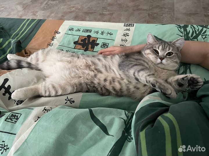 Вязка, Британский кот