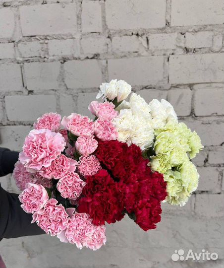 Цветы оптом Гвоздика оптом