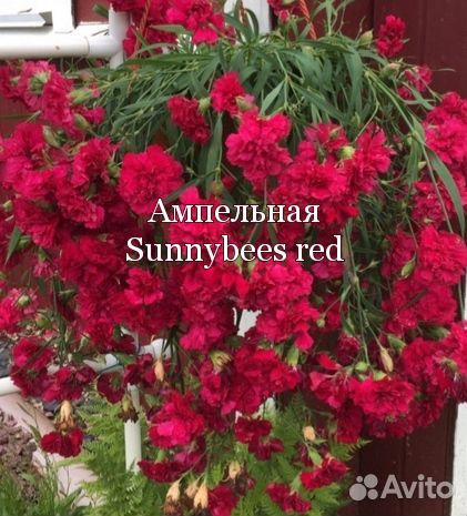 Гвоздика ампельная и садовая