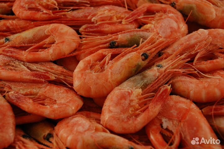 Креветка северная