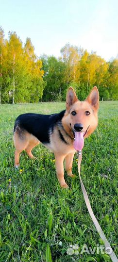 Собаки в дар бесплатно, в добрые руки