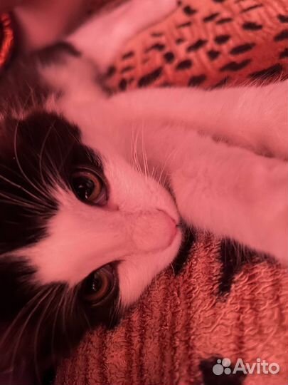 Бесплатно, привезу сама