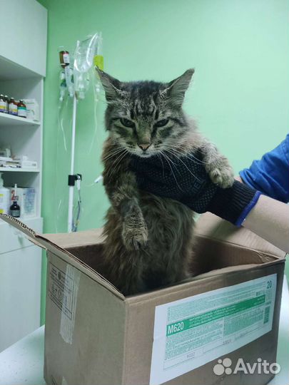 Кошка в дар