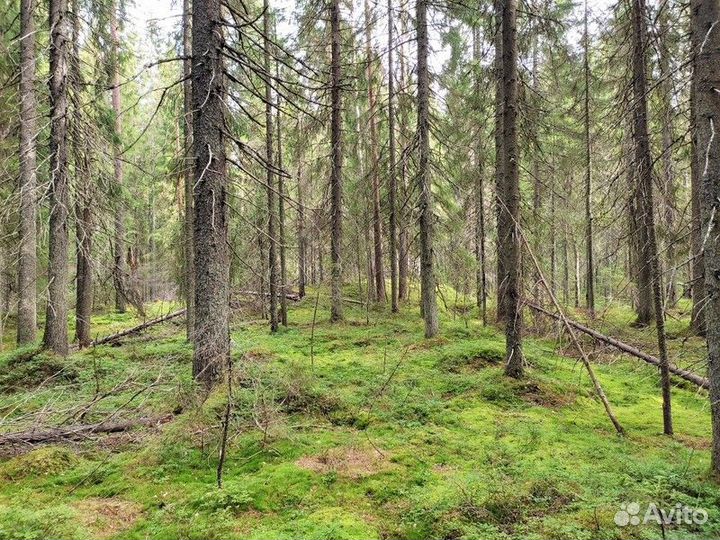 Экскурсия — Сортавала — Лешего бояться— Карелию не