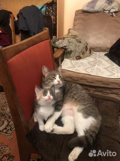 Кошка