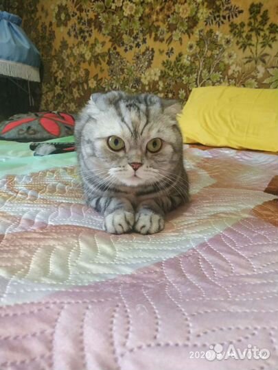 Передержка кошек