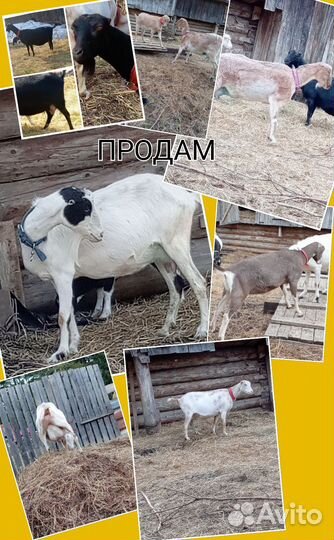 Козы чп Ламанча и некозь