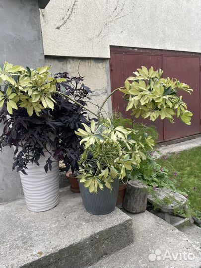 Шефлера вариегатная