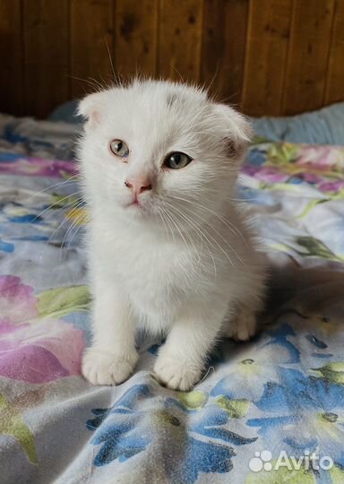 Котенок мальчик вислоухий