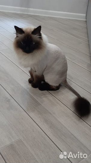 Груминг и ультразвуковая чистка зубов