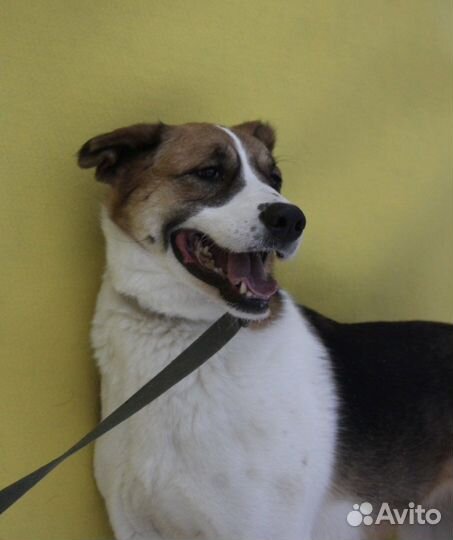 Собака без уха в добрые руки